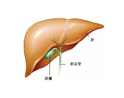 胆囊癌.jpg